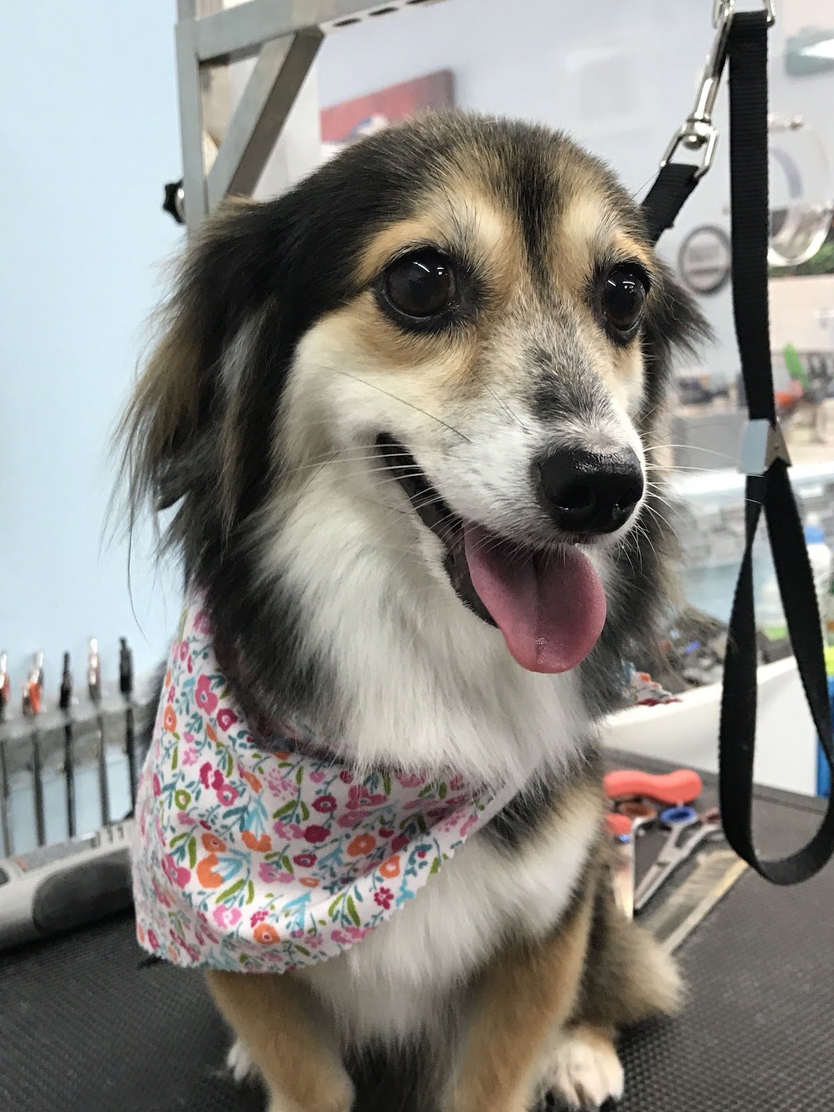 dachshund mix floral bandana