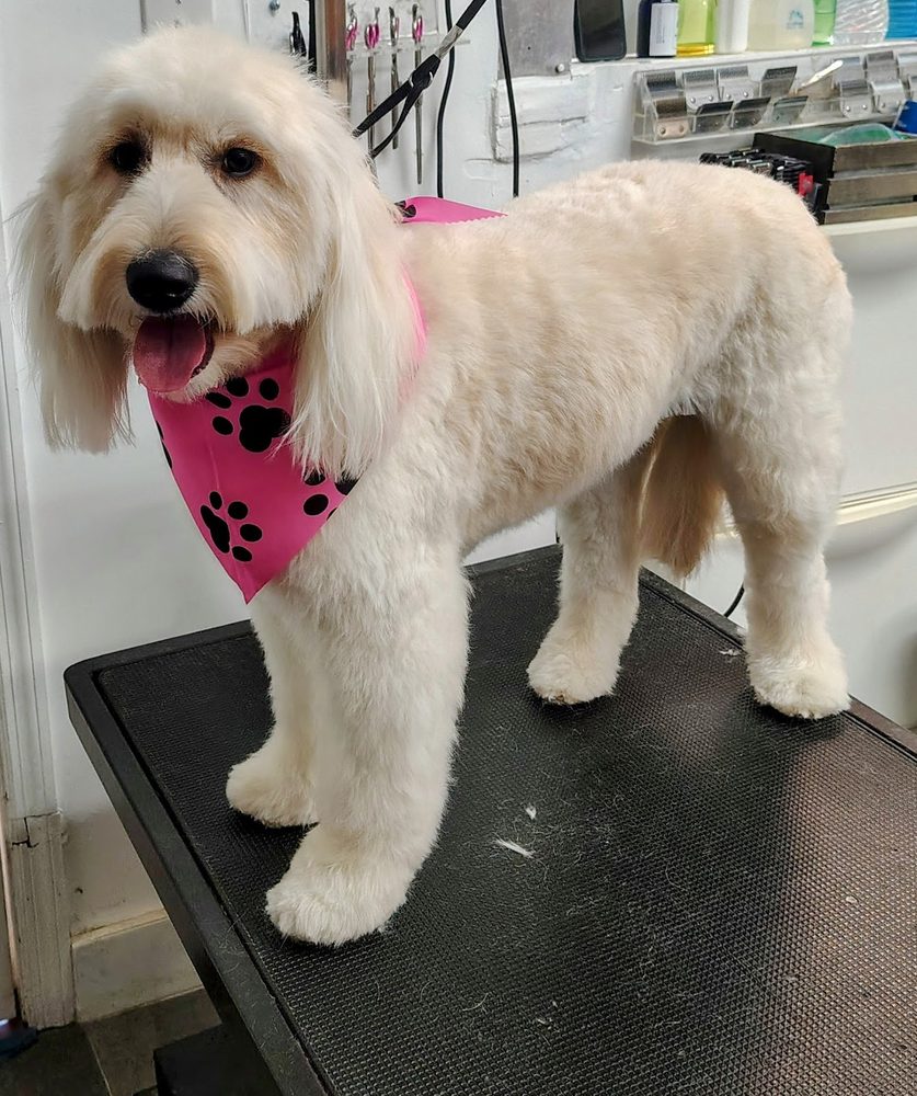Freshly groomed dog at Canine Beach Pet Grooming