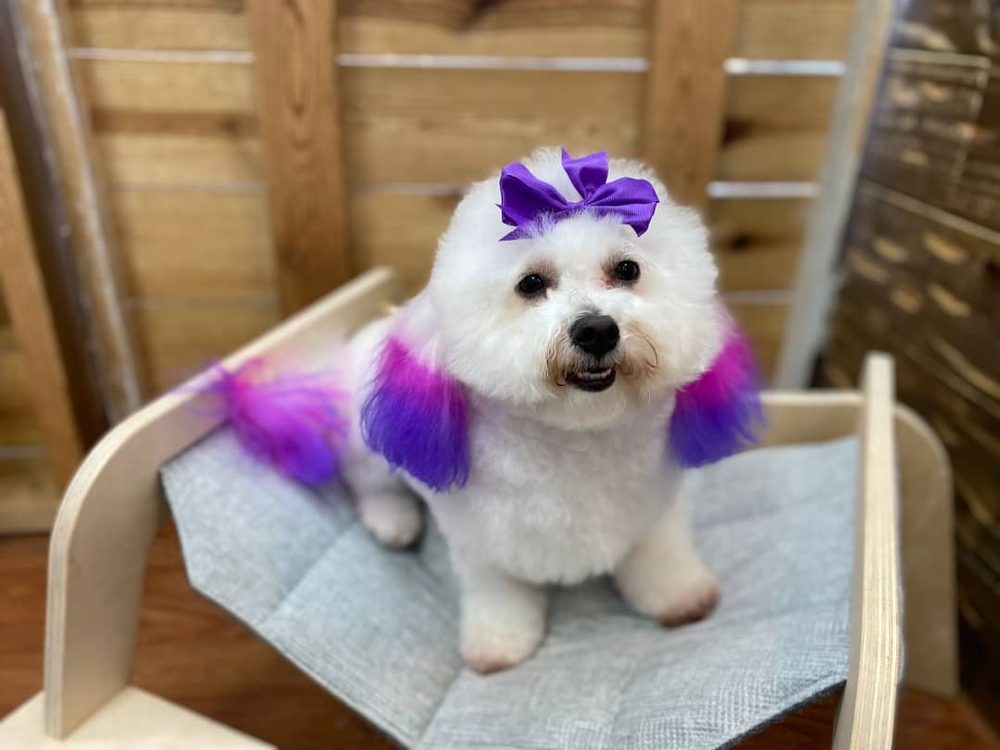 Breed-Specific Haircuts at Canine Beach Pet Grooming