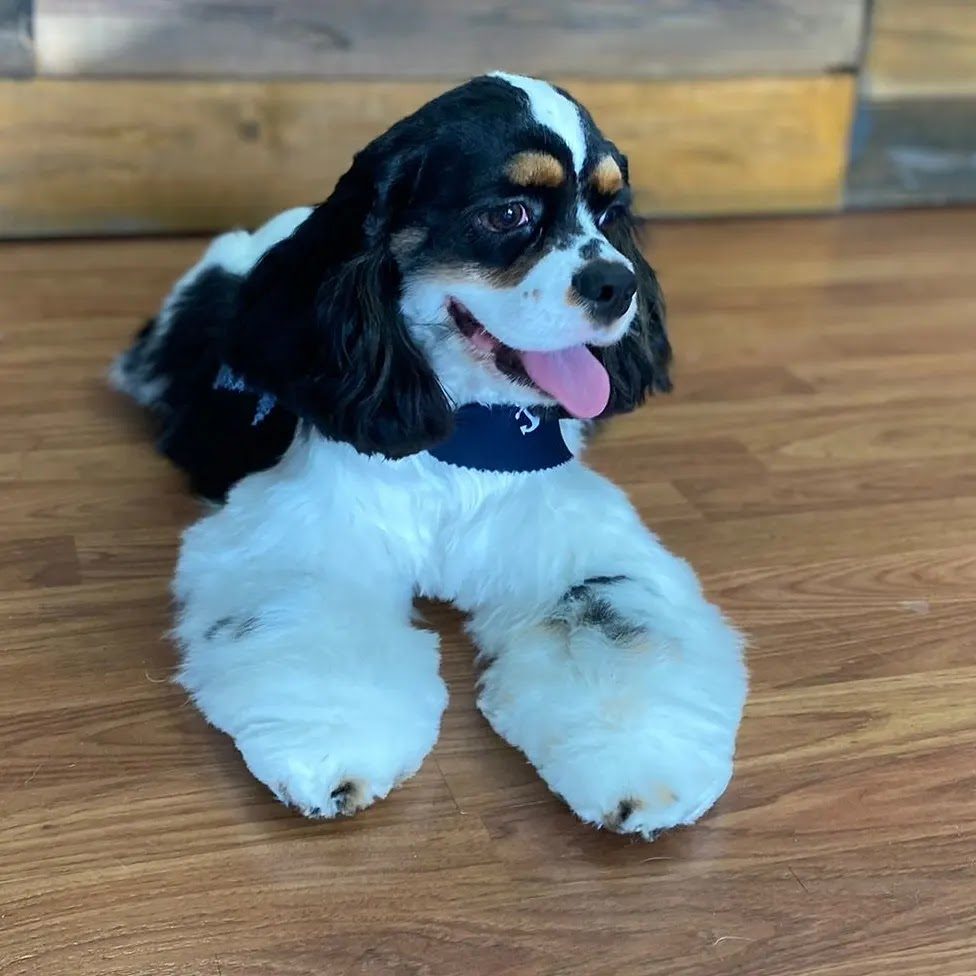 groomed cocker spaniel