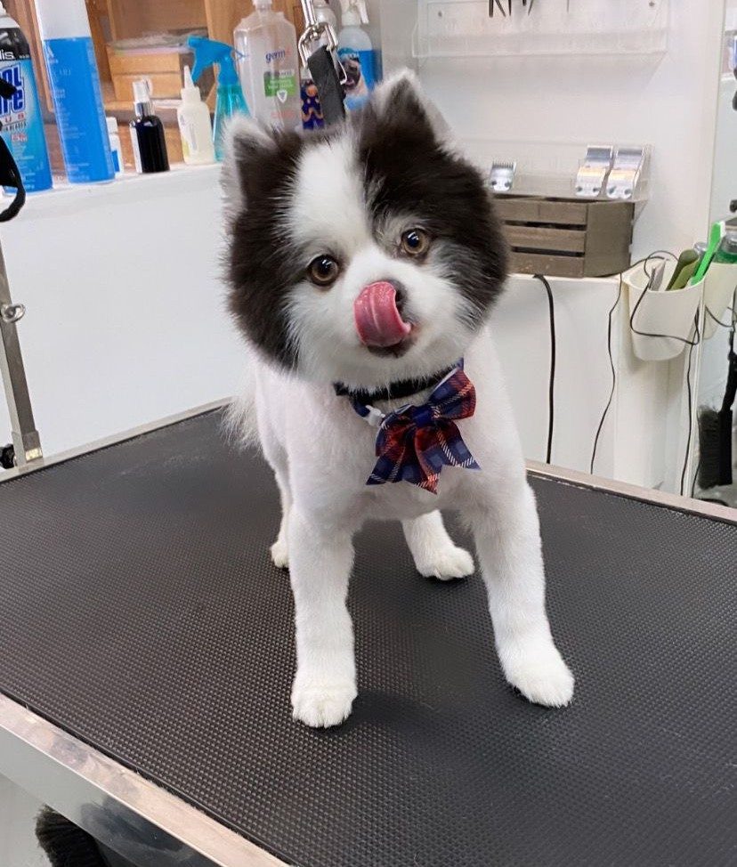 Full-Service Dog Grooming at Canine Beach Pet Grooming