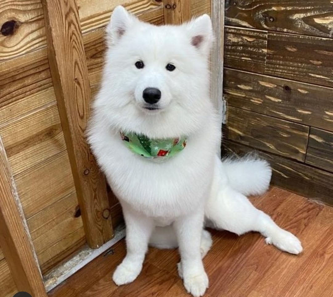 groomed samoyed