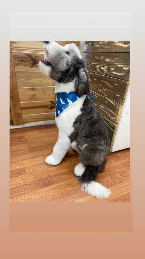 groomed sheepadoodle profile