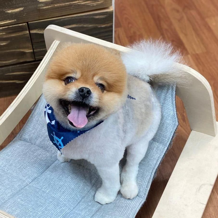 smiling pomeranian pet bed