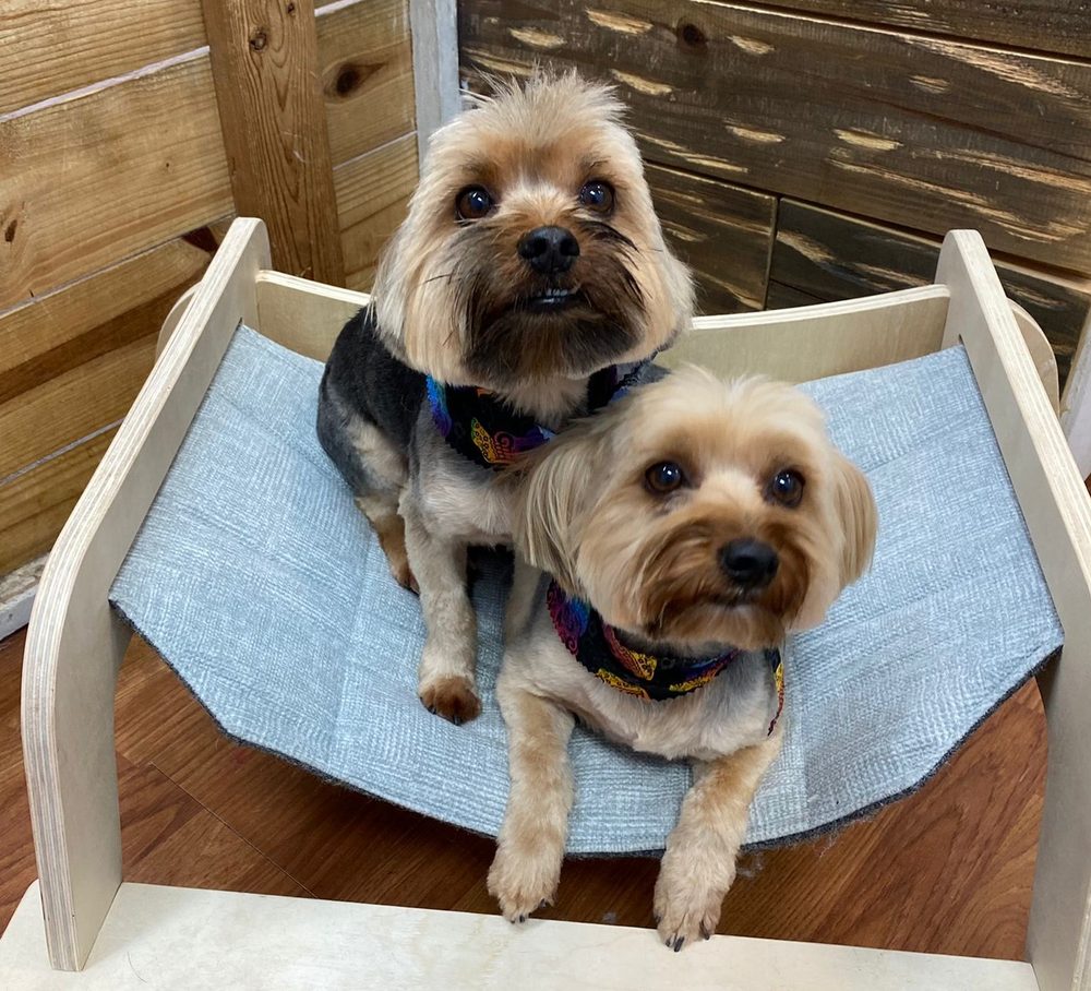 two groomed yorkies bandanas