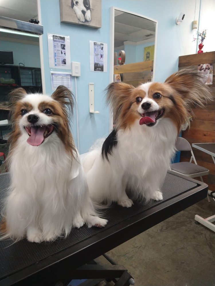 Freshly groomed dog at Canine Beach Pet Grooming