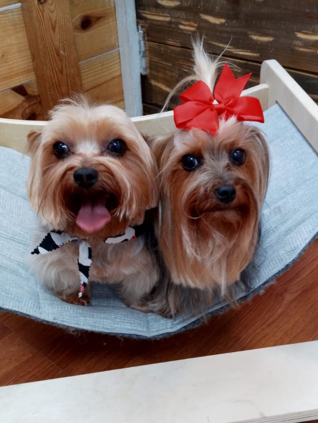 two yorkies hammock